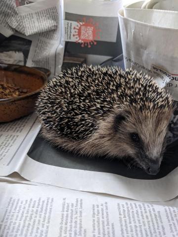 Igel 2